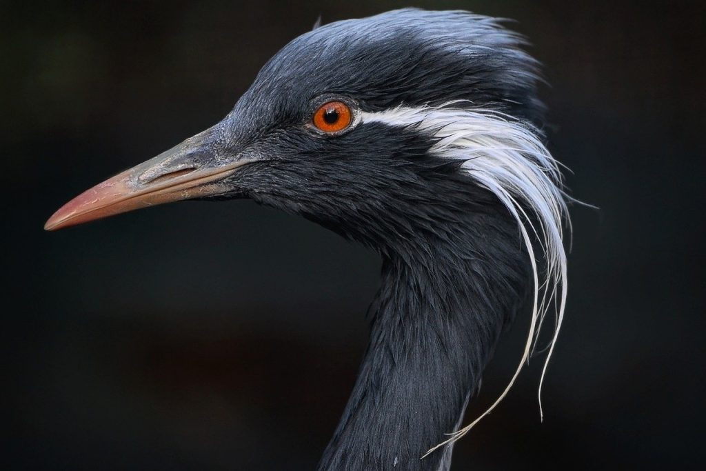 les grues du lac du der